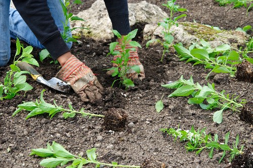 Gardener inspecting a front garden